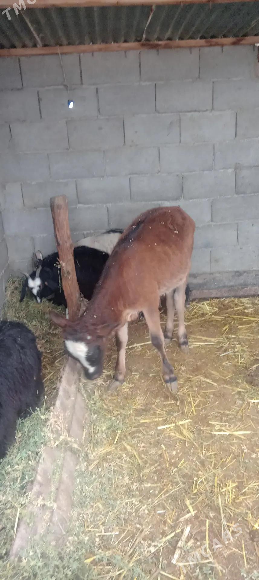 Göleli sygyrlar Birda ökiz bar - Etrek - img 9