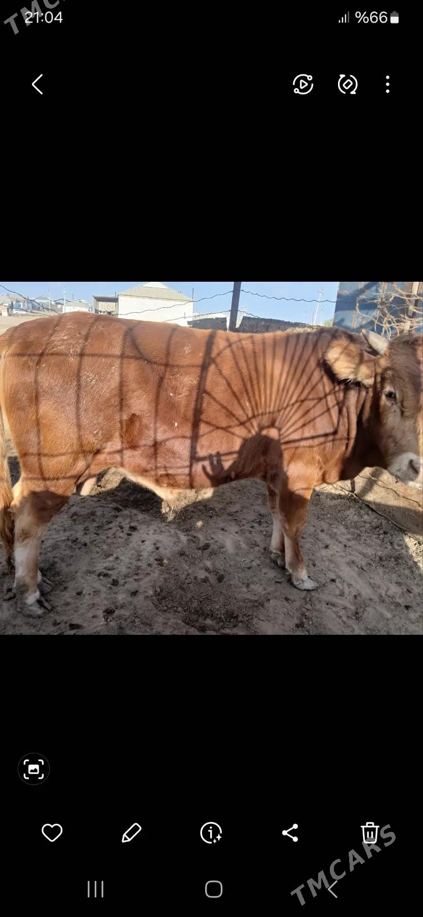 Göleli sygyrlar Birda ökiz bar - Etrek - img 5