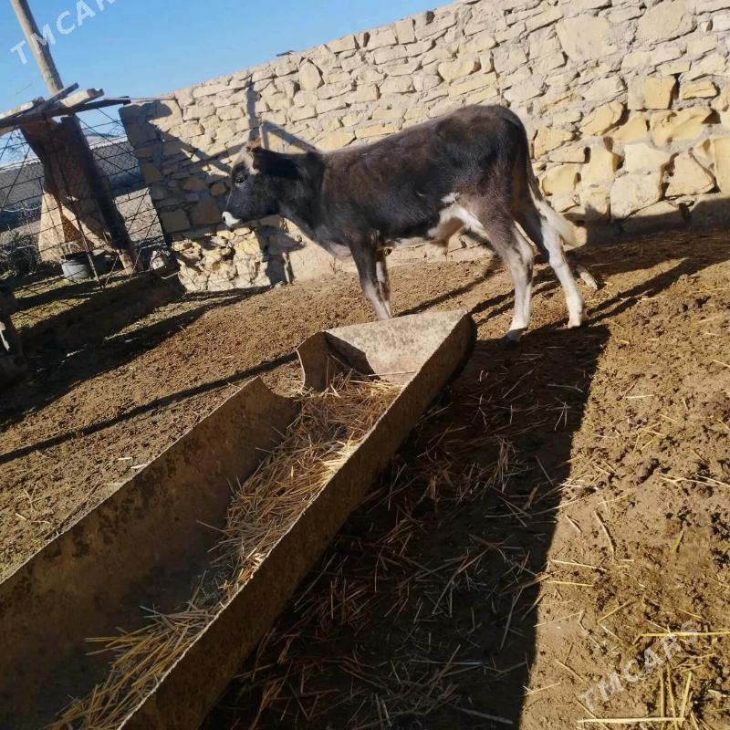 Göleli sygyrlar Birda ökiz bar - Etrek - img 4