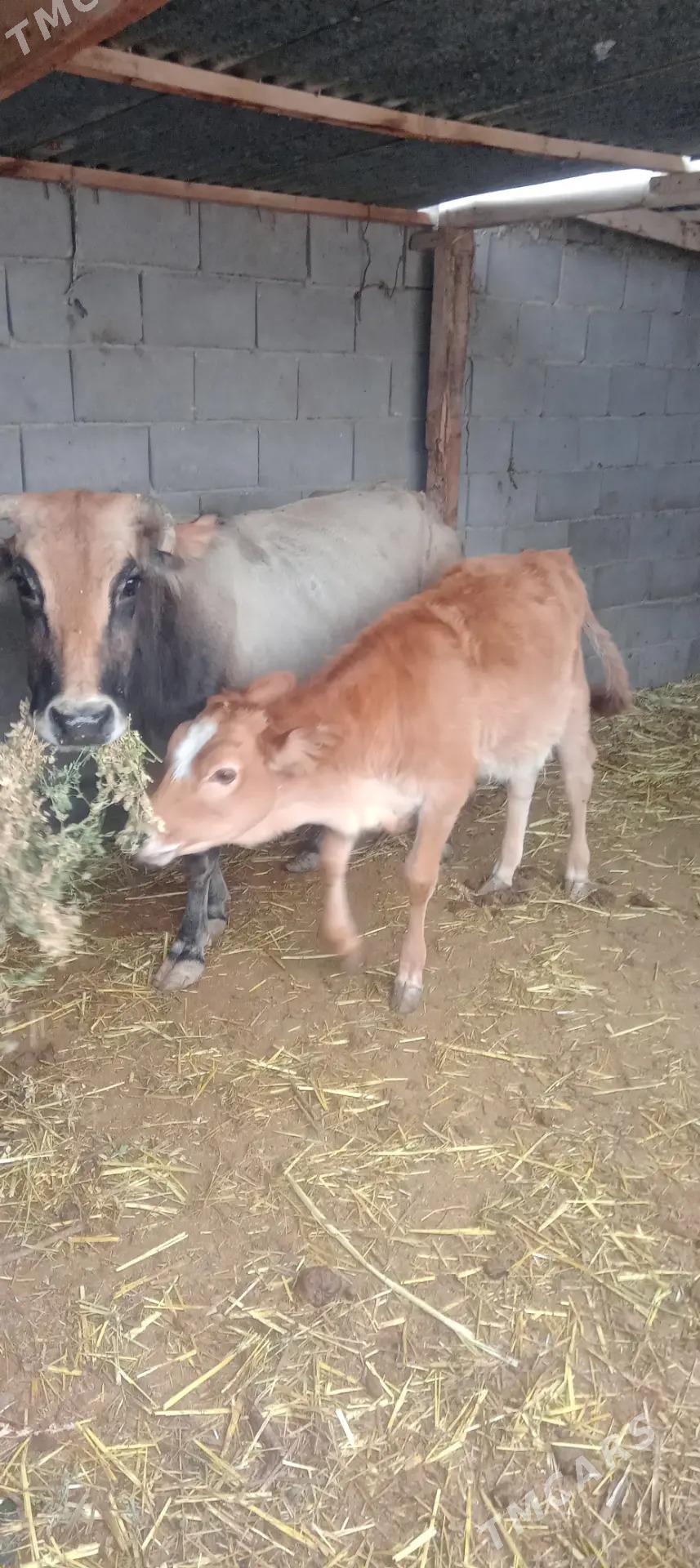 Göleli sygyrlar Birda ökiz bar - Etrek - img 7