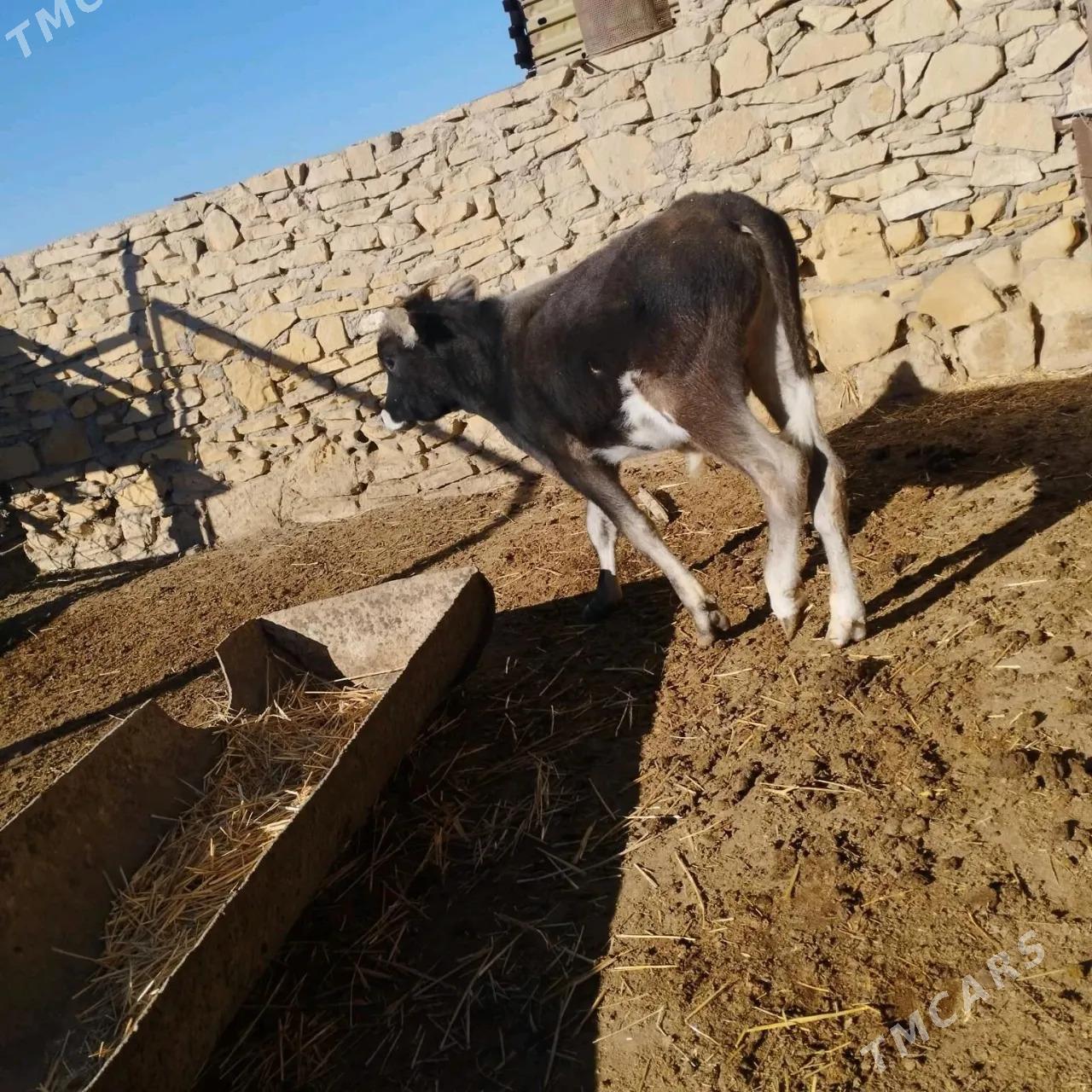 Göleli sygyrlar Birda ökiz bar - Etrek - img 2