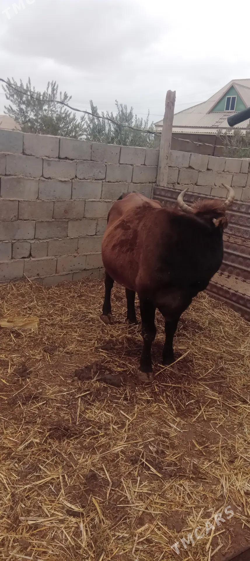 Göleli sygyrlar Birda ökiz bar - Etrek - img 8