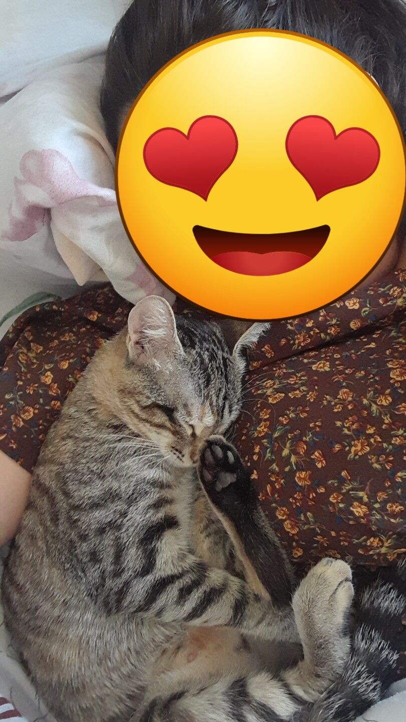 pişik - 11 mkr - img 5