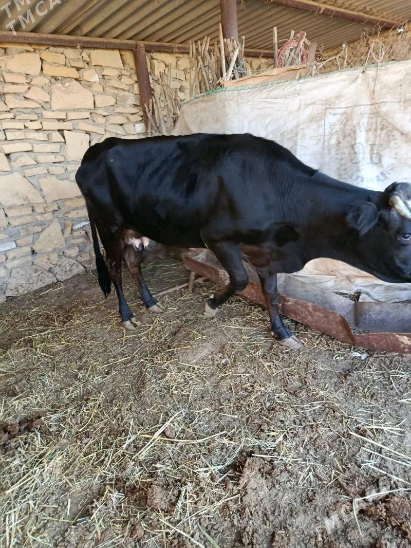 Göleli sygyrlar Birda ökiz bar - Etrek - img 1