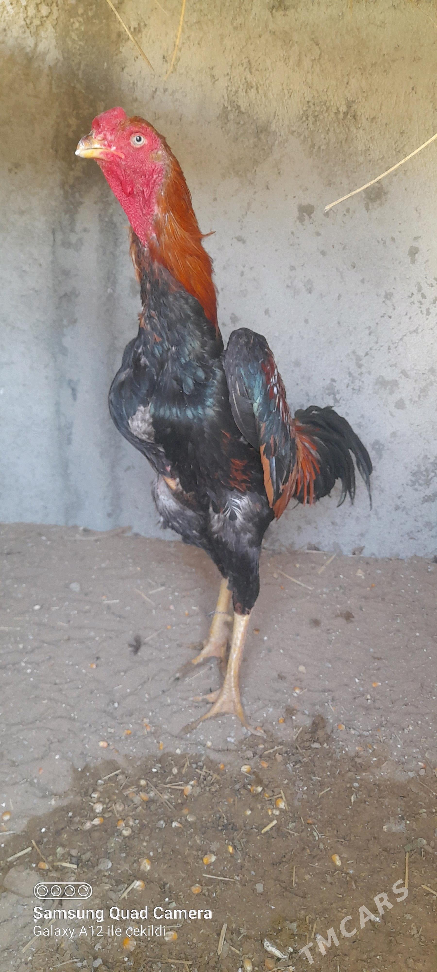 taşgent horaz - Büzmeýin - img 2