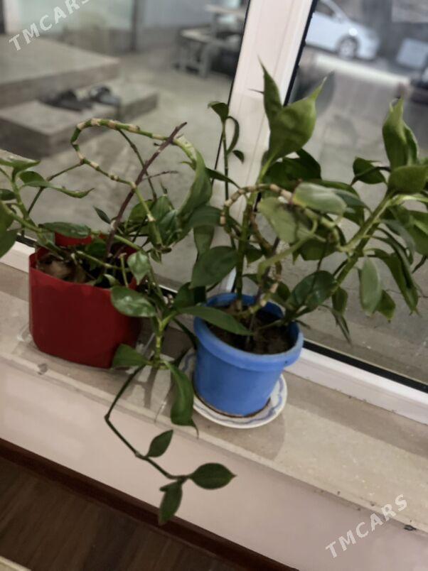 Gul oy guli - Aşgabat - img 2