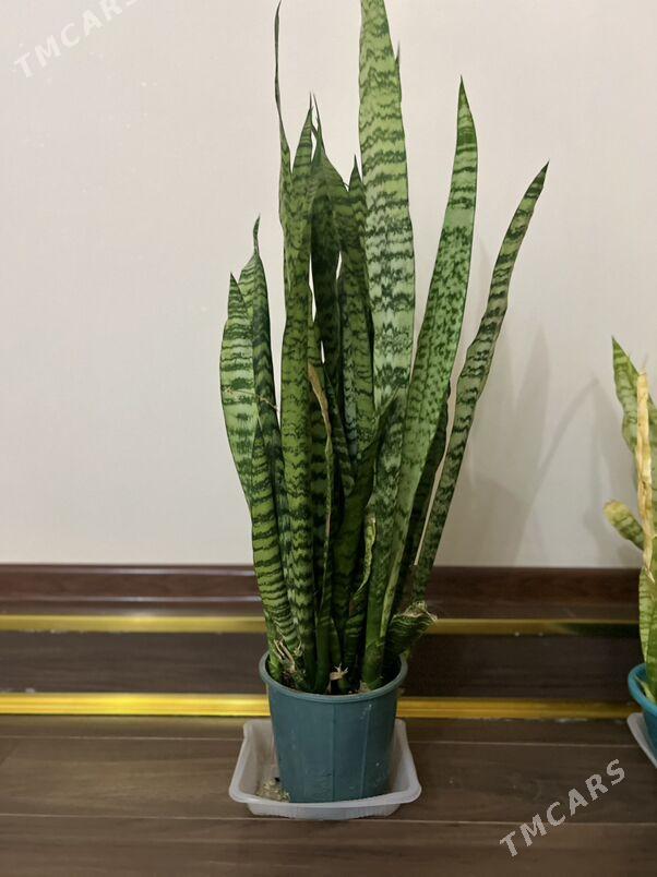 Gul oy guli - Aşgabat - img 4