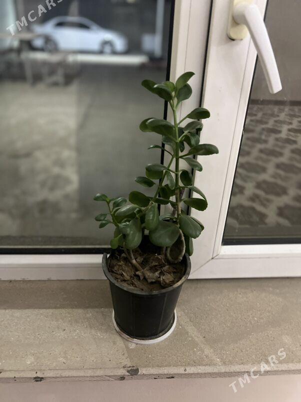 Gul oy guli - Aşgabat - img 1