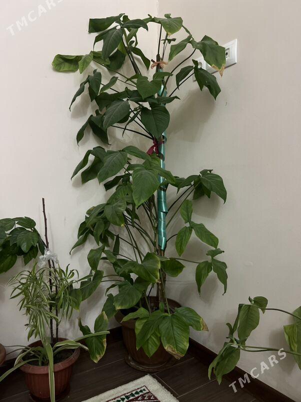 Gul oy guli - Aşgabat - img 5