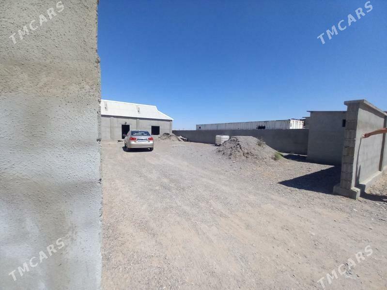 Satlyk jay - Büzmeýin - img 4