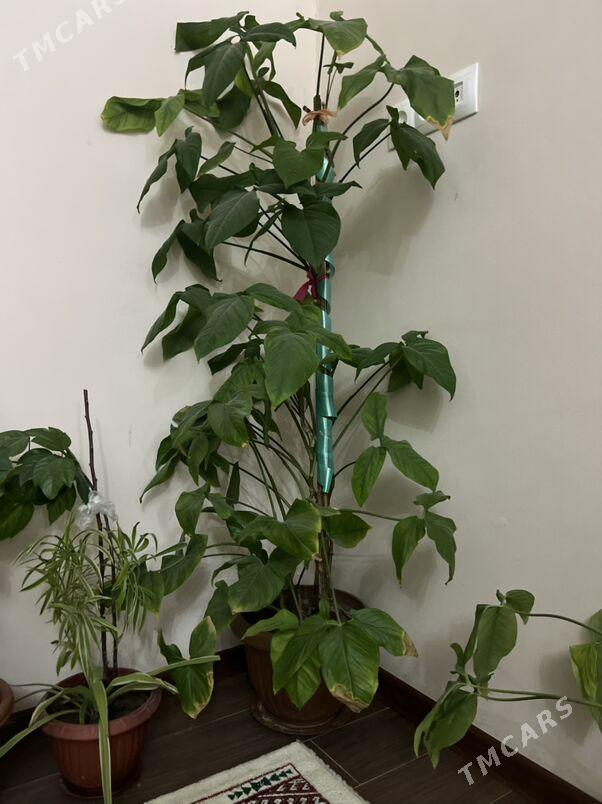 Gul oy guli - Aşgabat - img 6