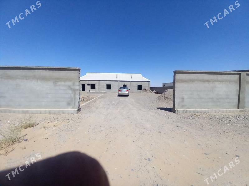 Satlyk jay - Büzmeýin - img 1