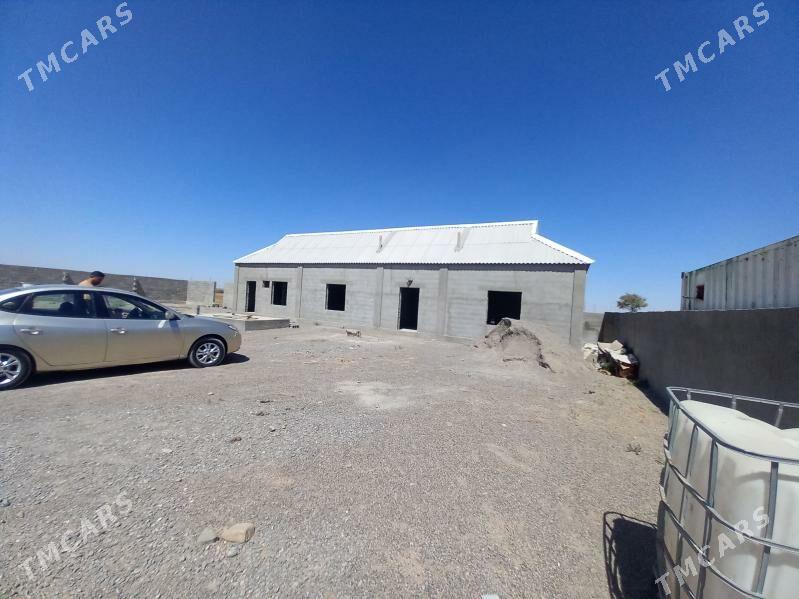 Satlyk jay - Büzmeýin - img 2