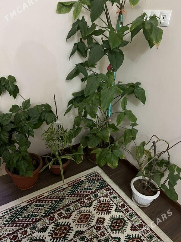 Gul oy guli - Aşgabat - img 7