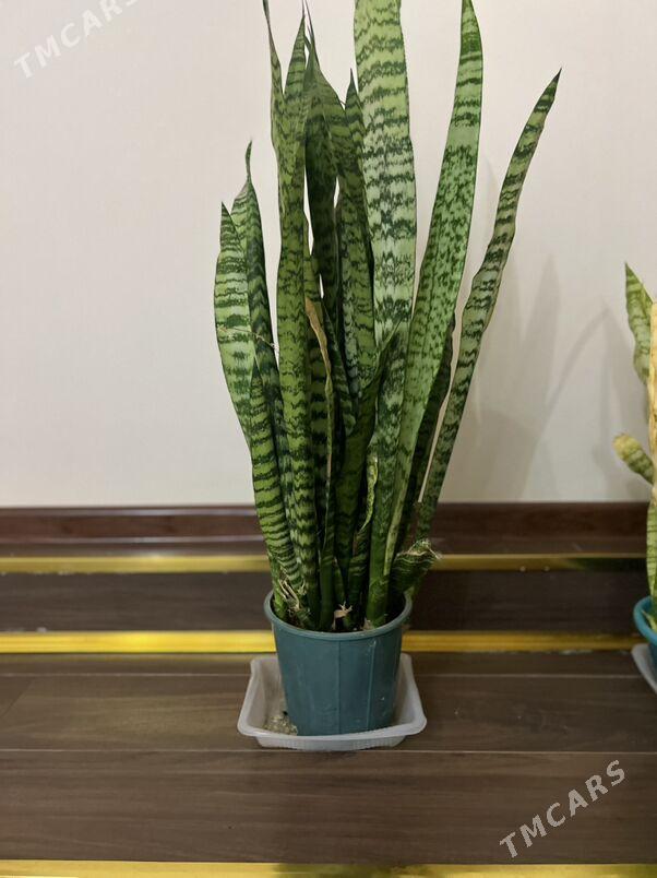 Gul oy guli - Aşgabat - img 3