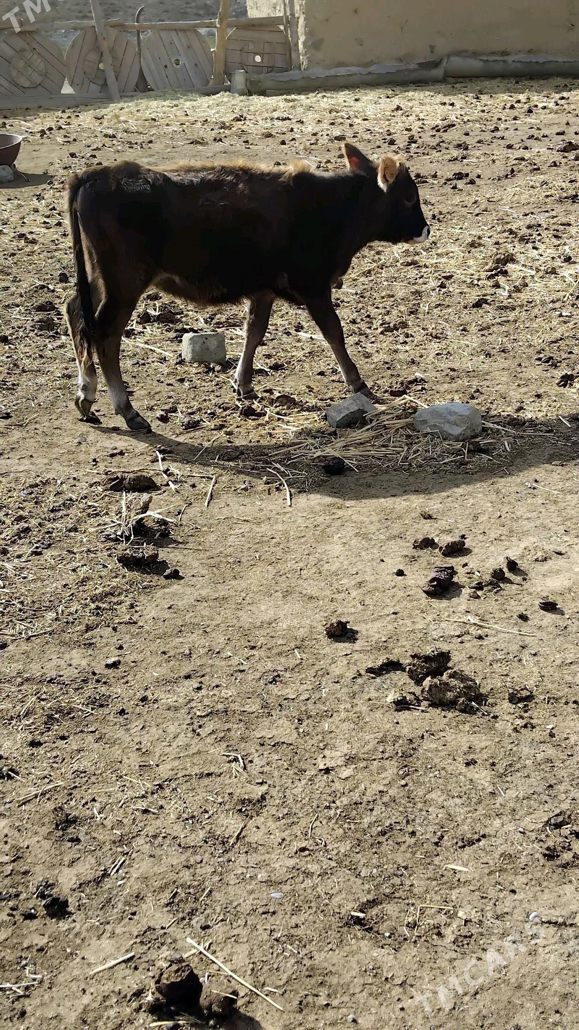 öküz - Бахарден - img 2