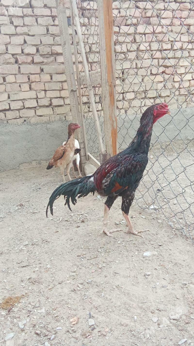 Taşkent - Bäherden - img 3