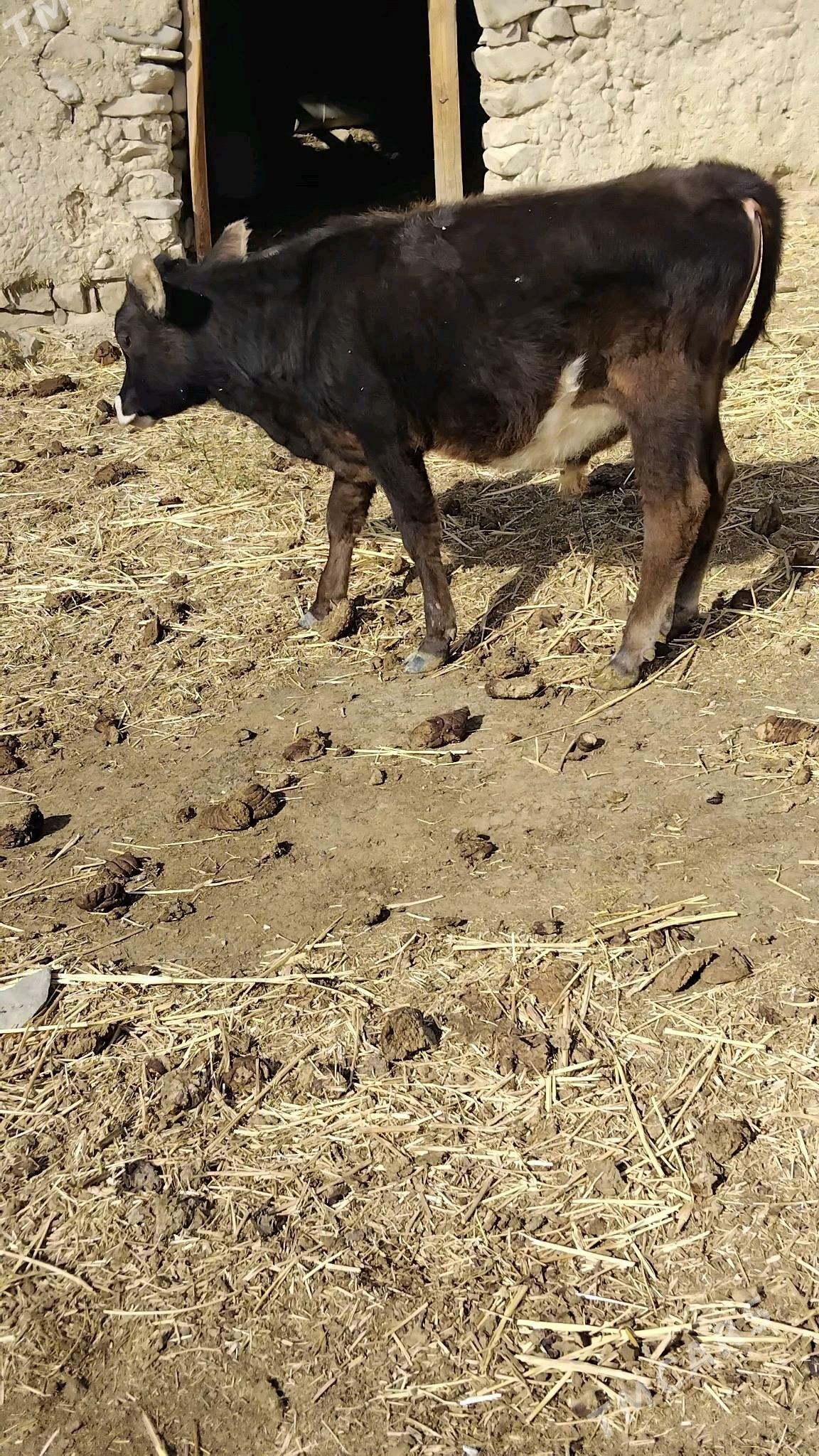 öküz - Бахарден - img 3