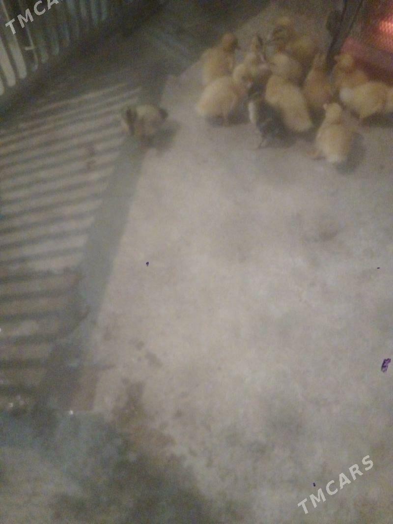 ordek juje - Балканабат - img 3