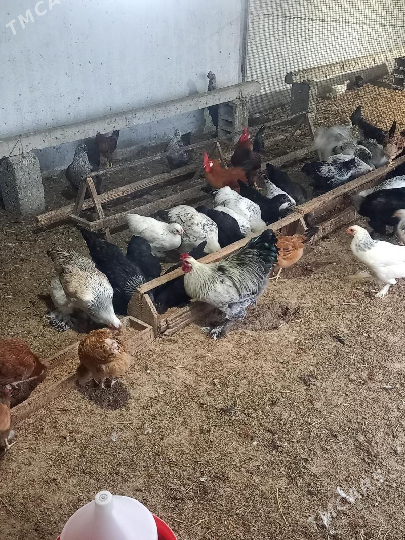 Towuk - Гёкдепе - img 4