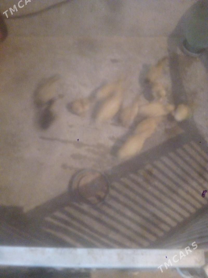 ordek juje - Балканабат - img 2