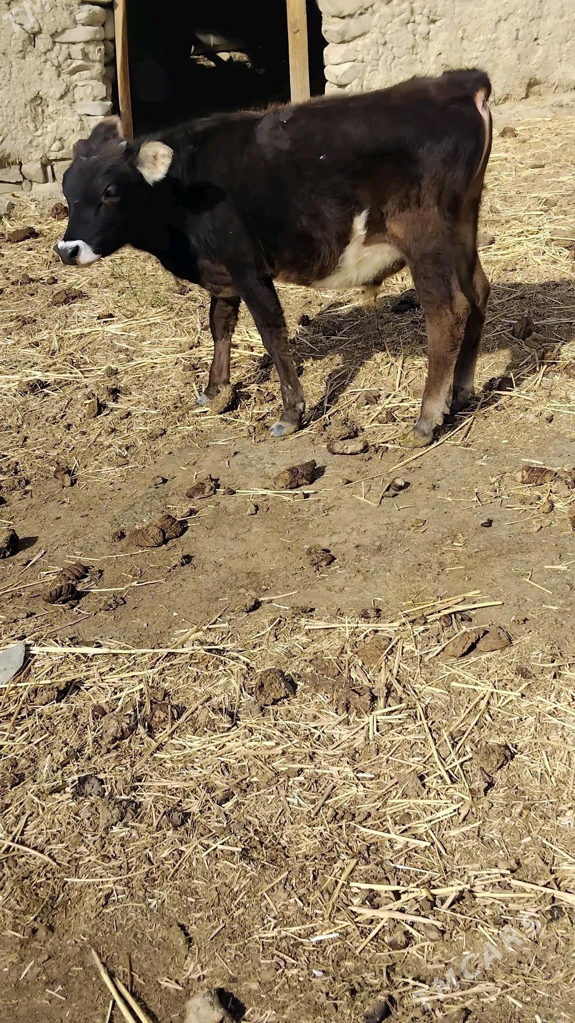 öküz - Бахарден - img 4