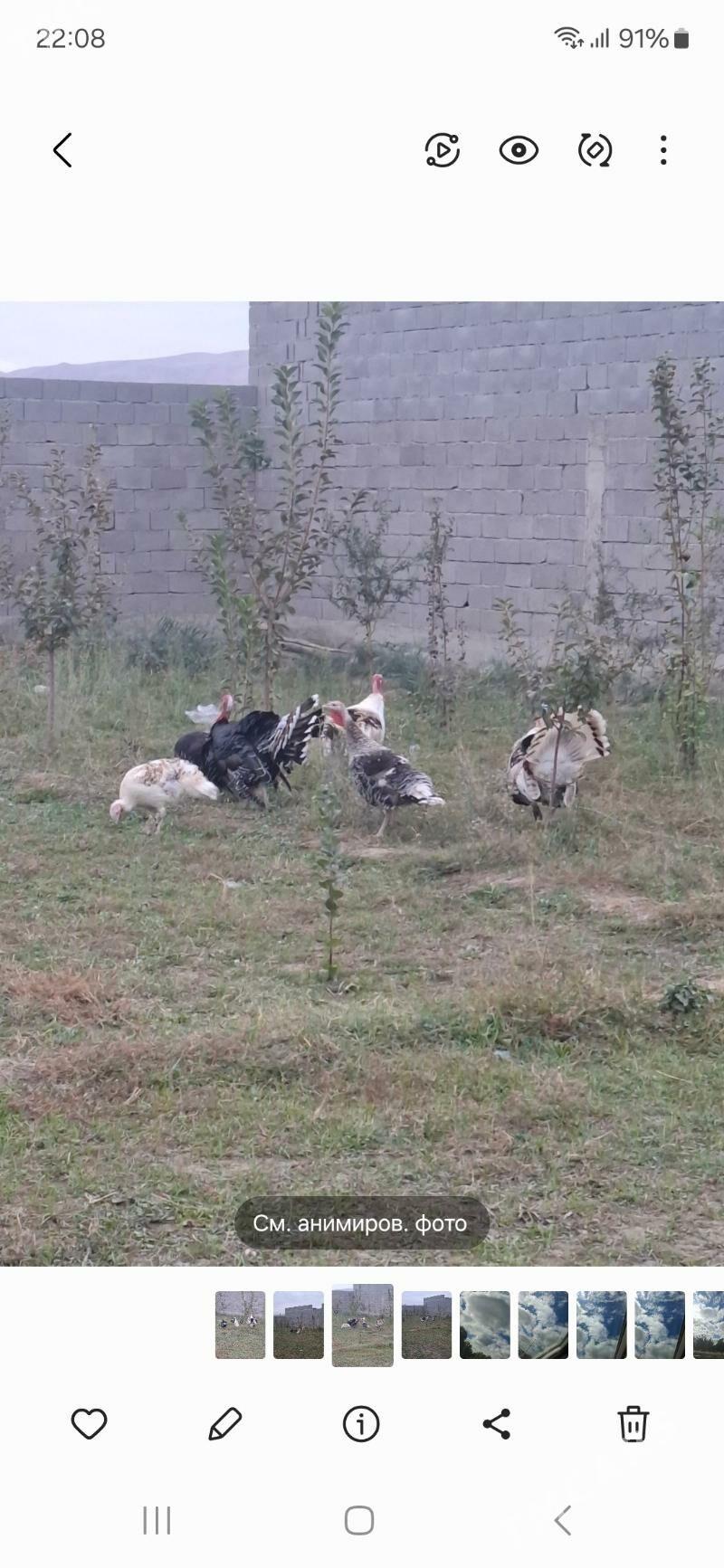 Induk tohymy garylan - Бахарден - img 4