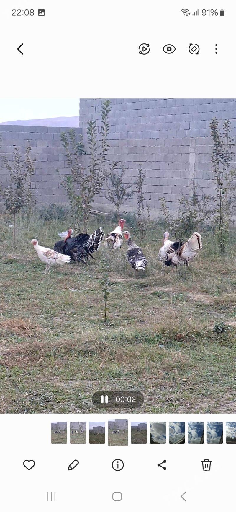 Induk tohymy garylan - Бахарден - img 5