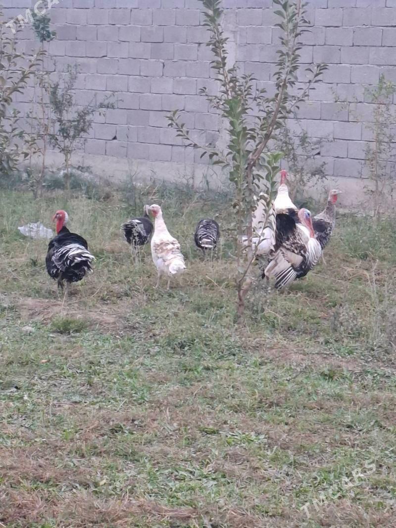 Induk tohymy garylan - Бахарден - img 2