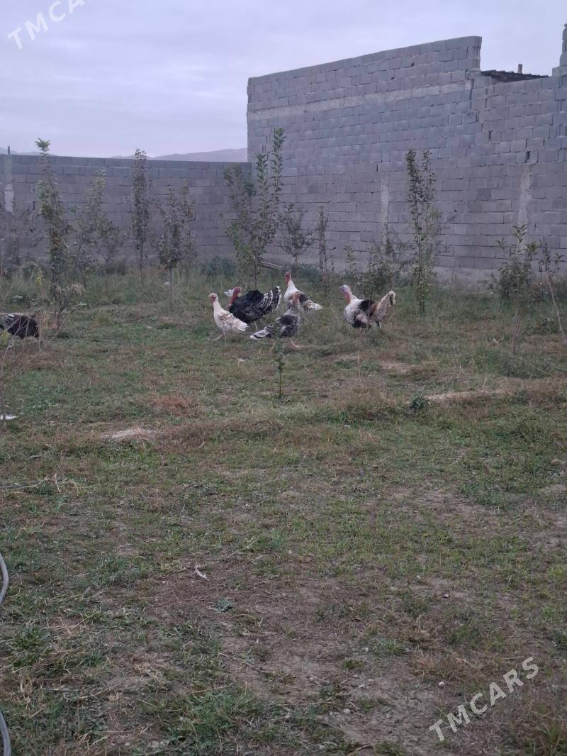 Induk tohymy garylan - Бахарден - img 3