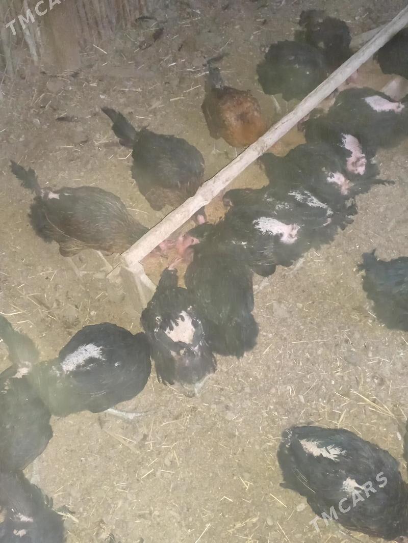 towuk - Gökdepe - img 1