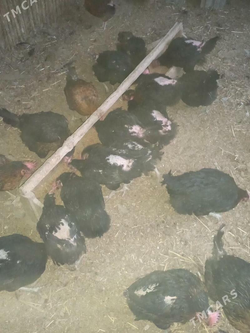 towuk - Gökdepe - img 2