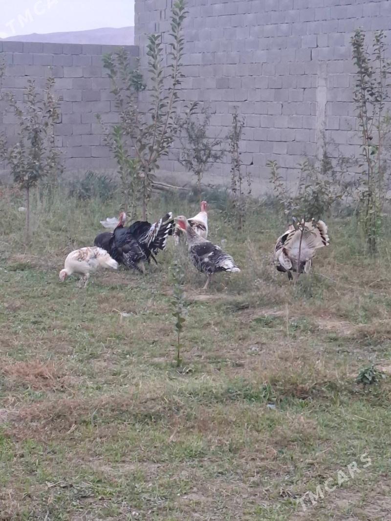 Induk tohymy garylan - Бахарден - img 1