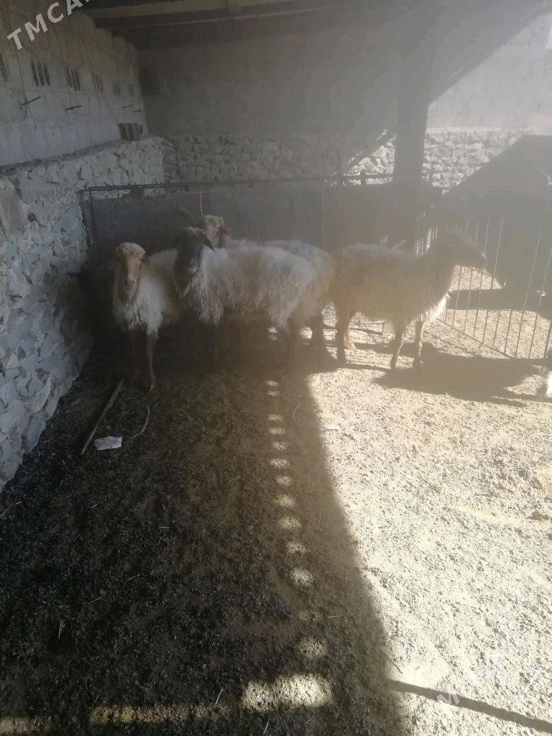 Goyun - Берекет - img 2