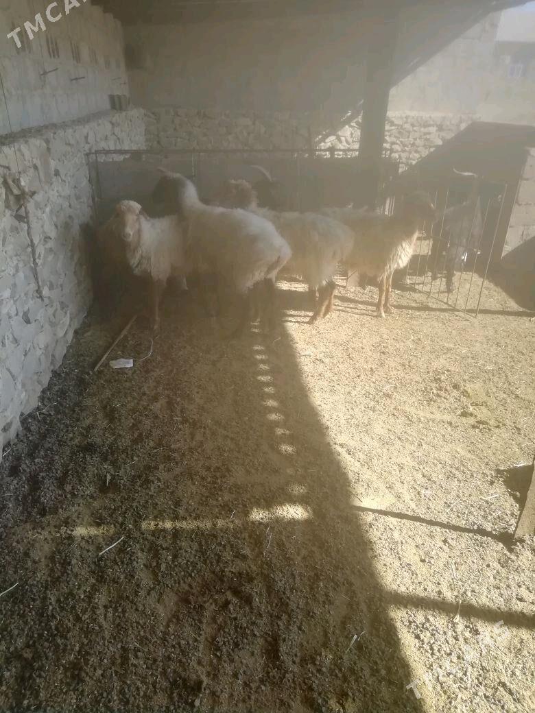 Goyun - Берекет - img 3