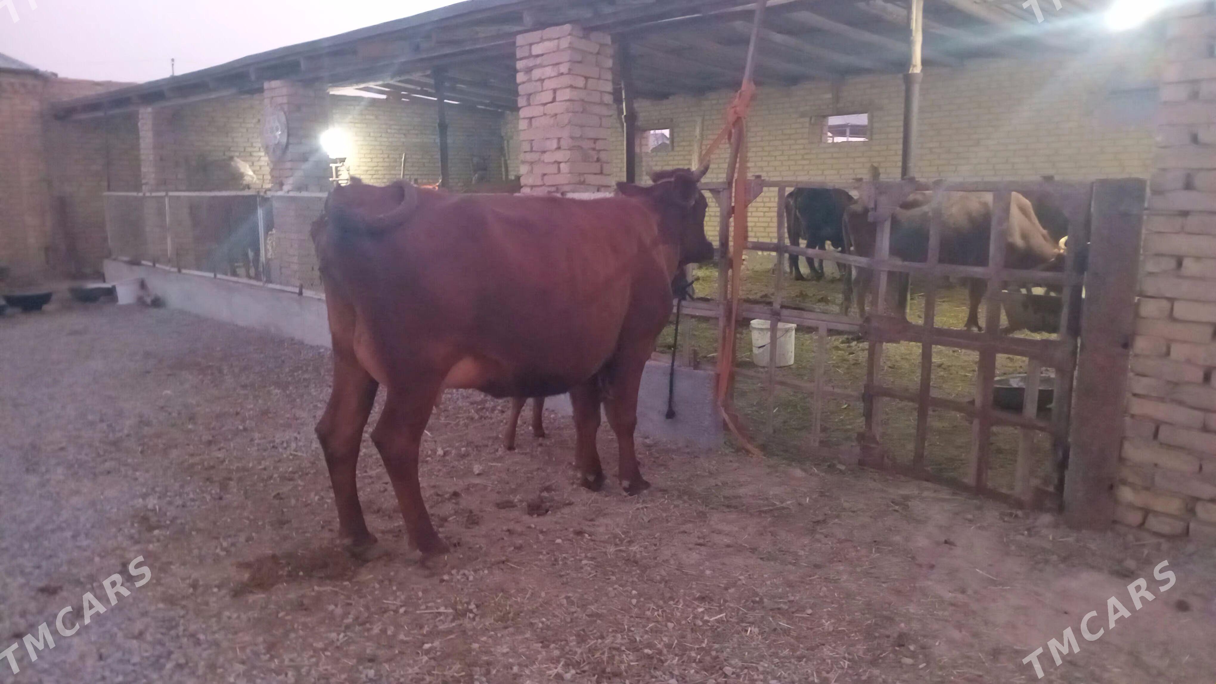 goleli sygyr - Мургап - img 2