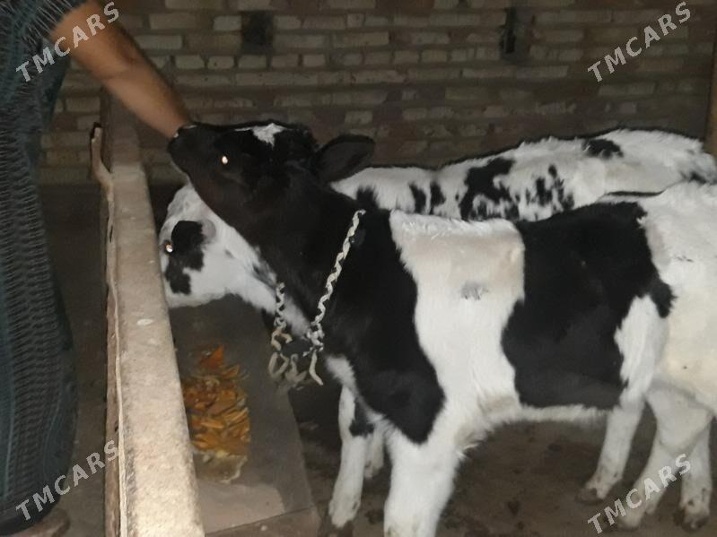 Окузче - Baýramaly - img 1