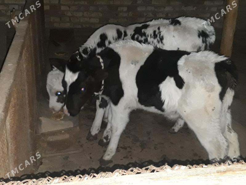 Окузче - Baýramaly - img 2