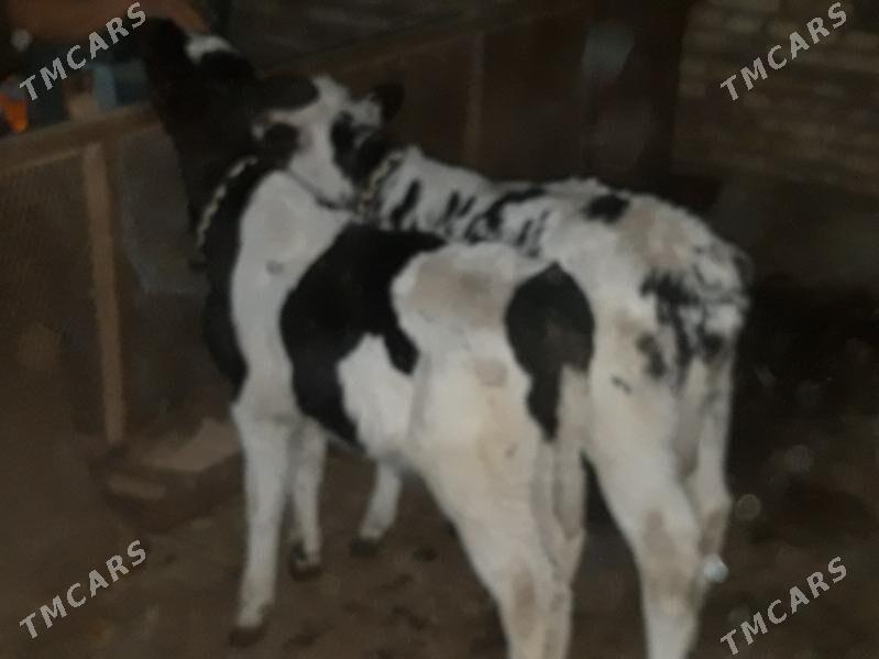 Окузче - Baýramaly - img 3