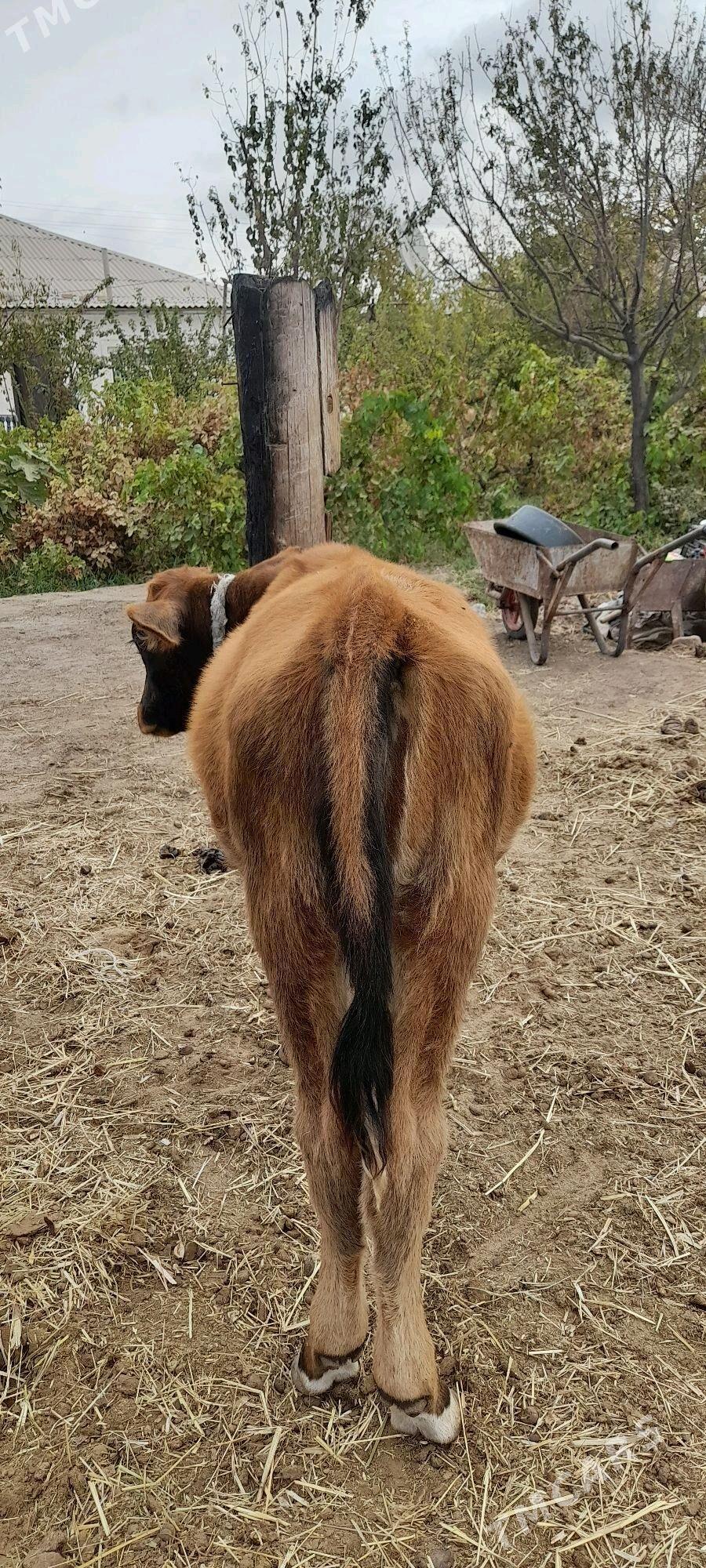 Tüwe - Бабадайхан - img 2