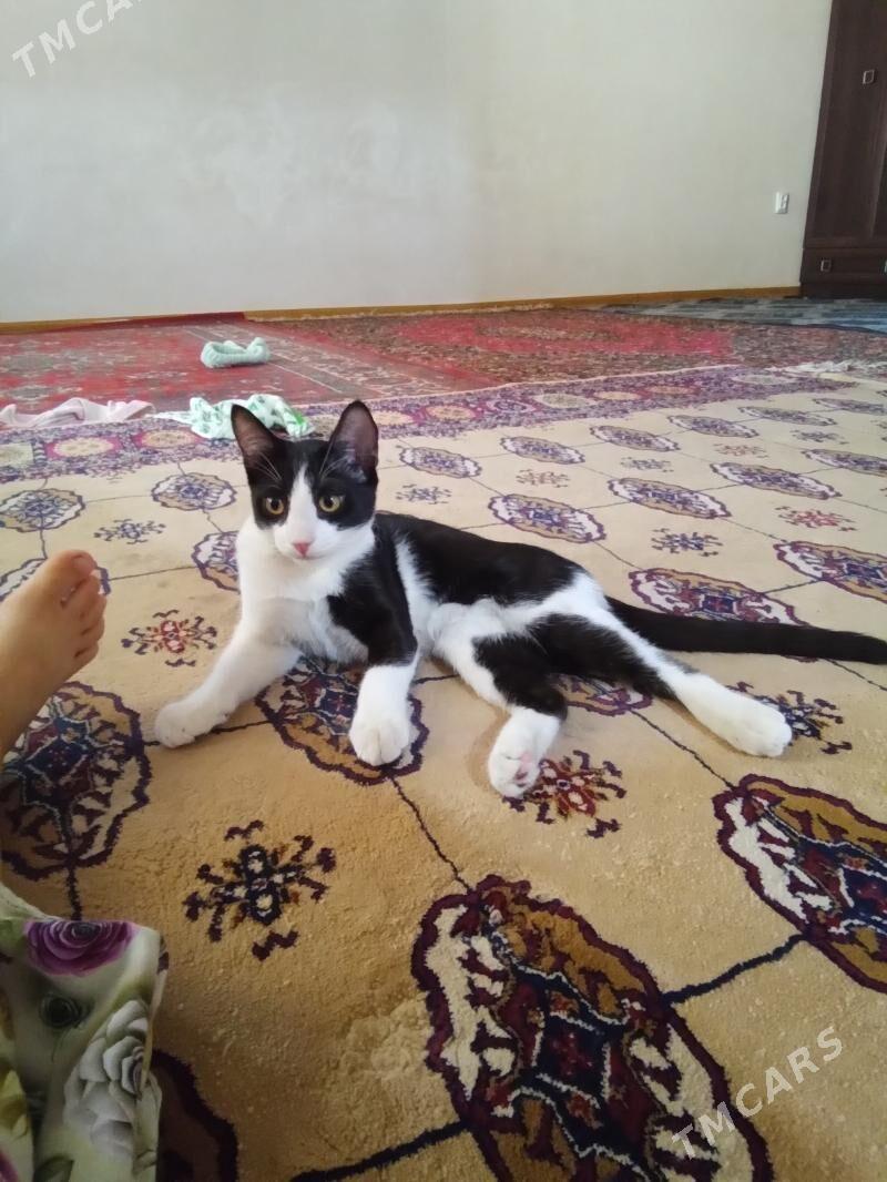 pişigim yitdi - Mary - img 5