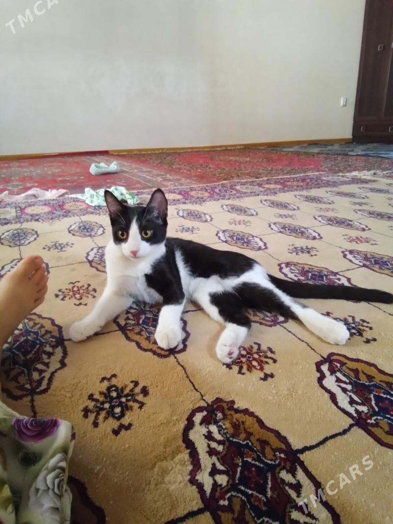 pişigim yitdi - Mary - img 4