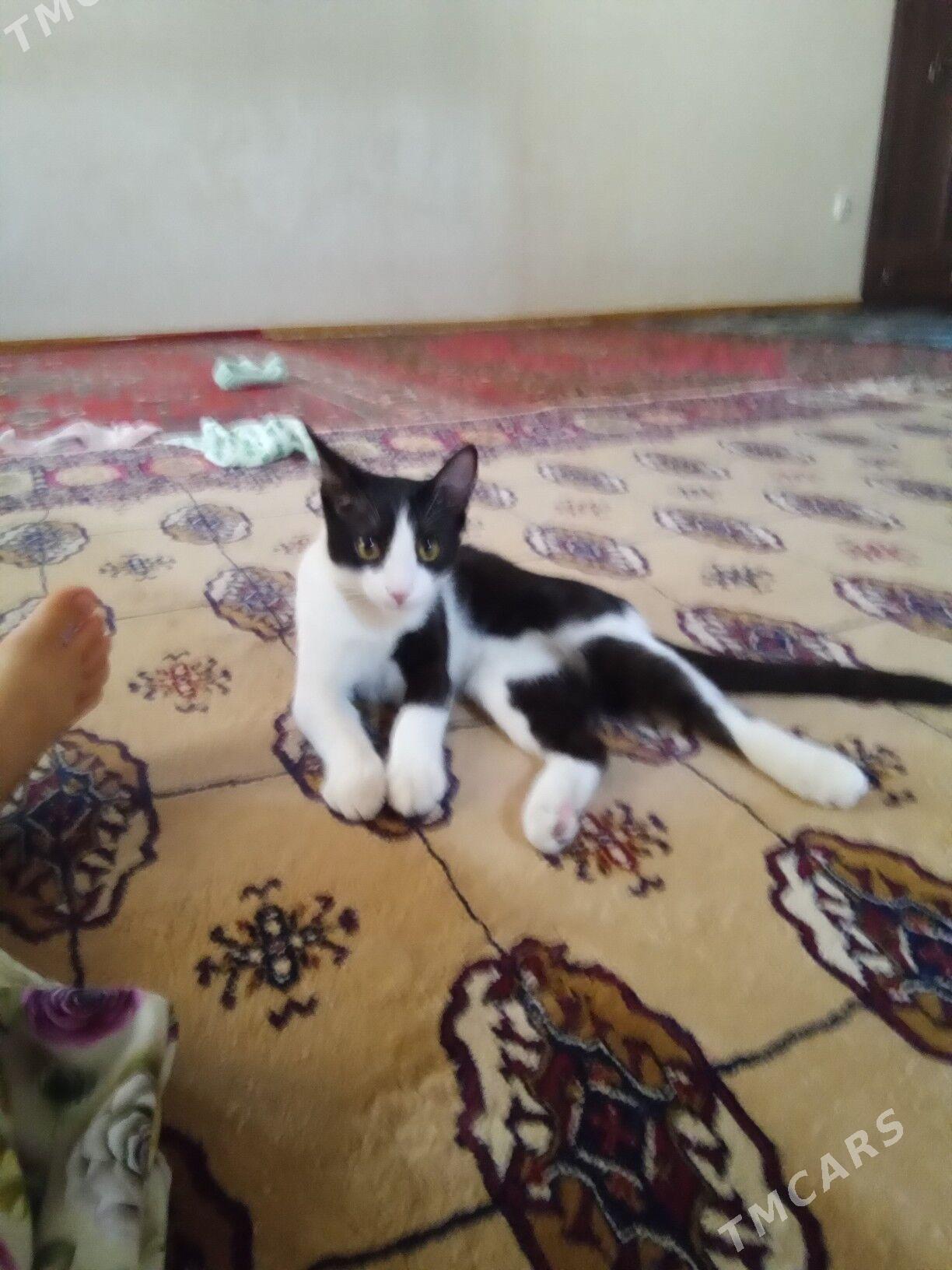 pişigim yitdi - Mary - img 2