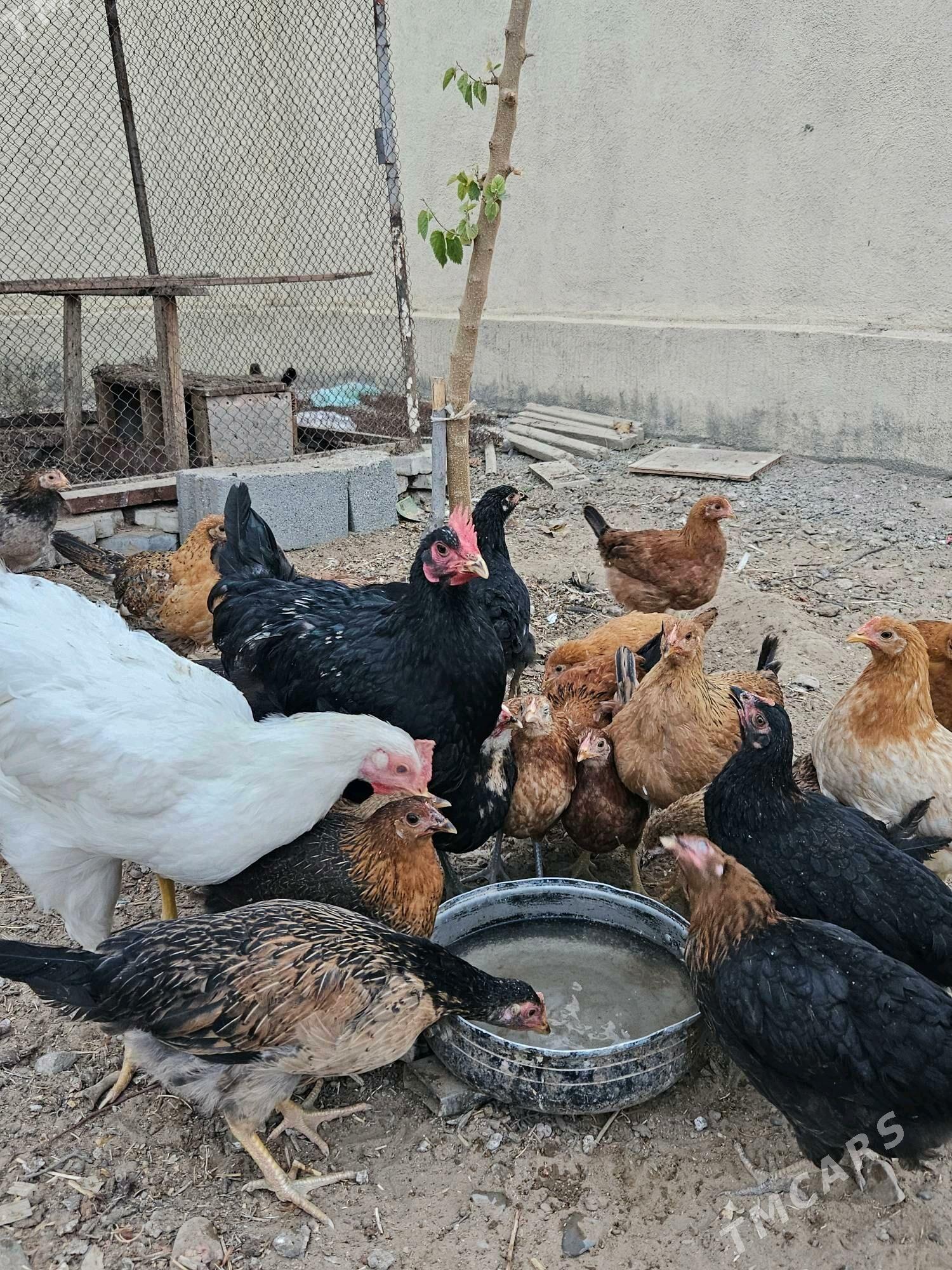 jüýje - Ашхабад - img 2