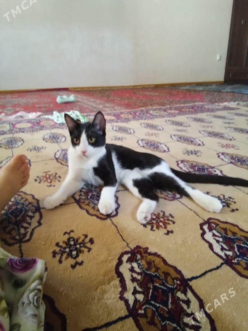 pişigim yitdi - Mary - img 6