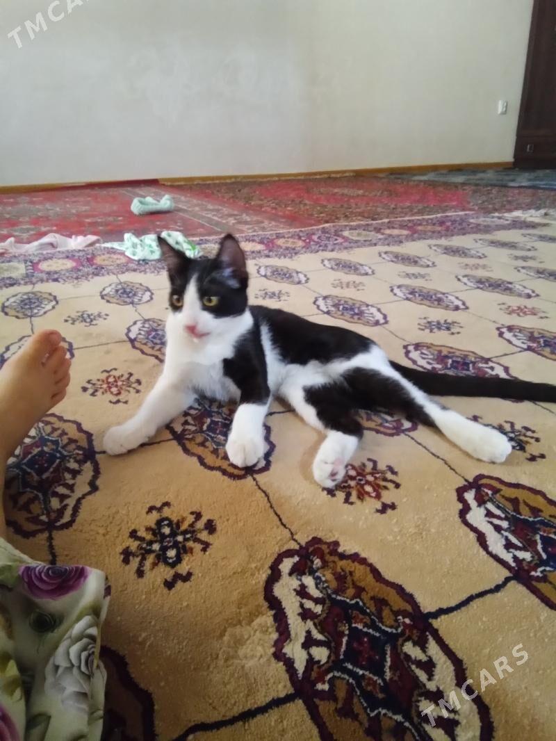 pişigim yitdi - Mary - img 1