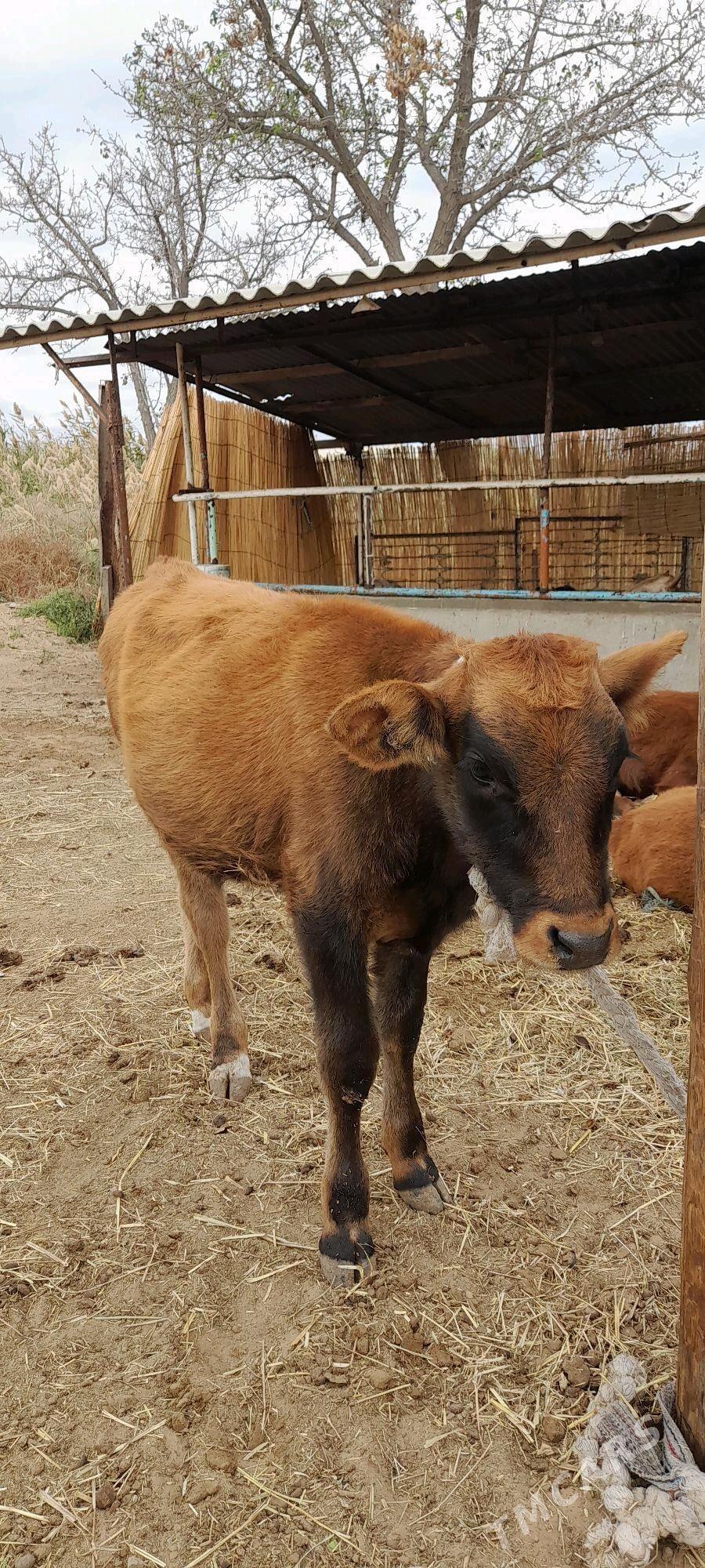 Tüwe - Бабадайхан - img 3