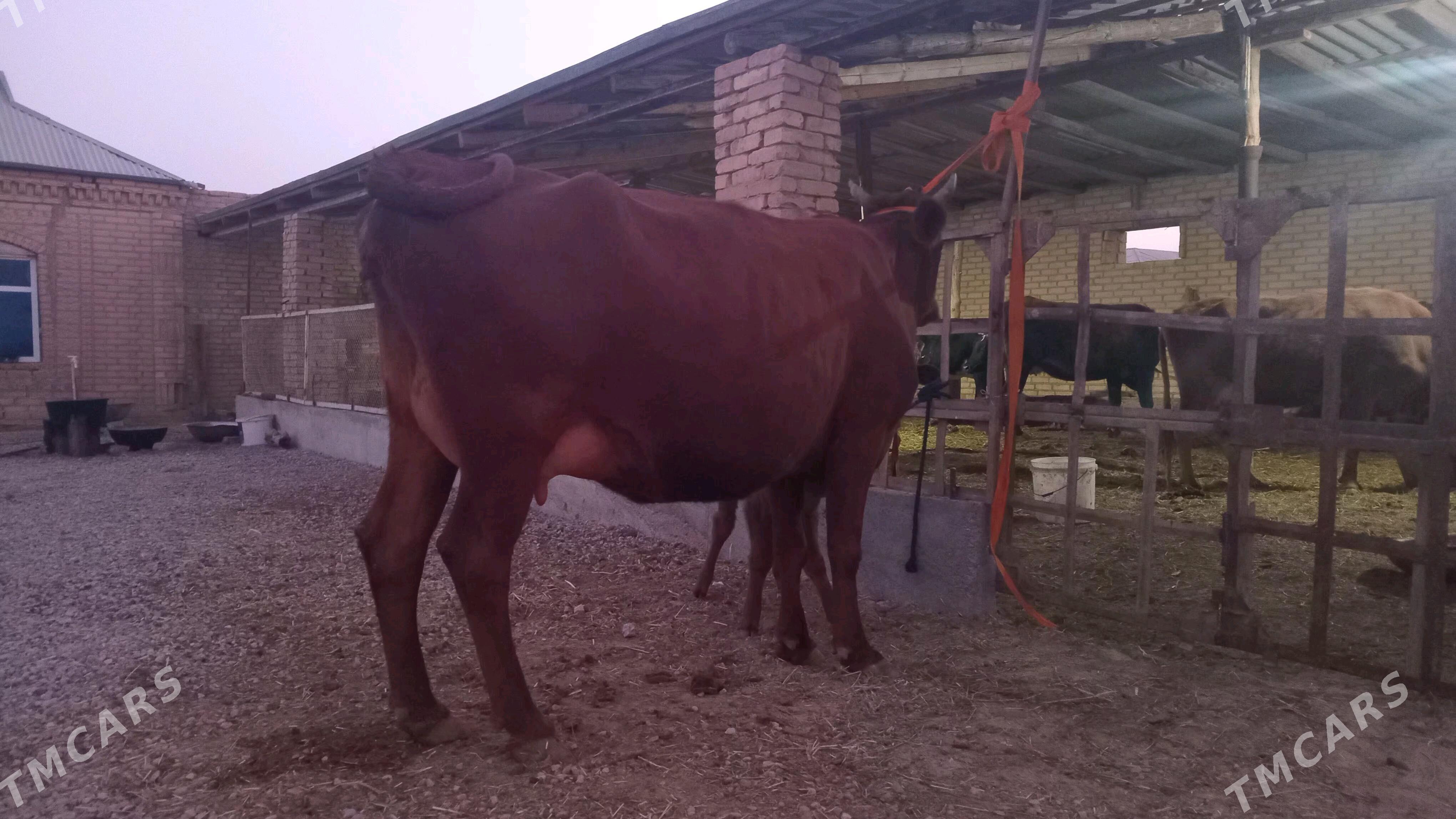 goleli sygyr - Мургап - img 3