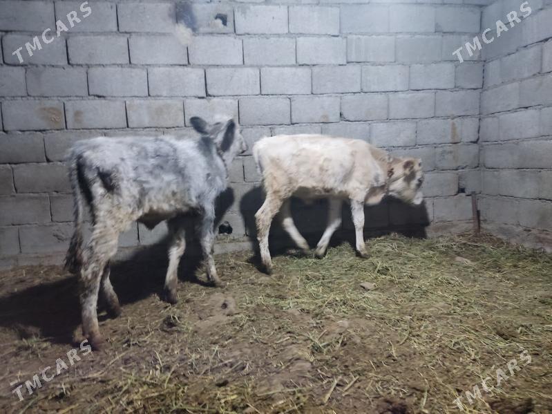 okuz - Гёкдепе - img 2