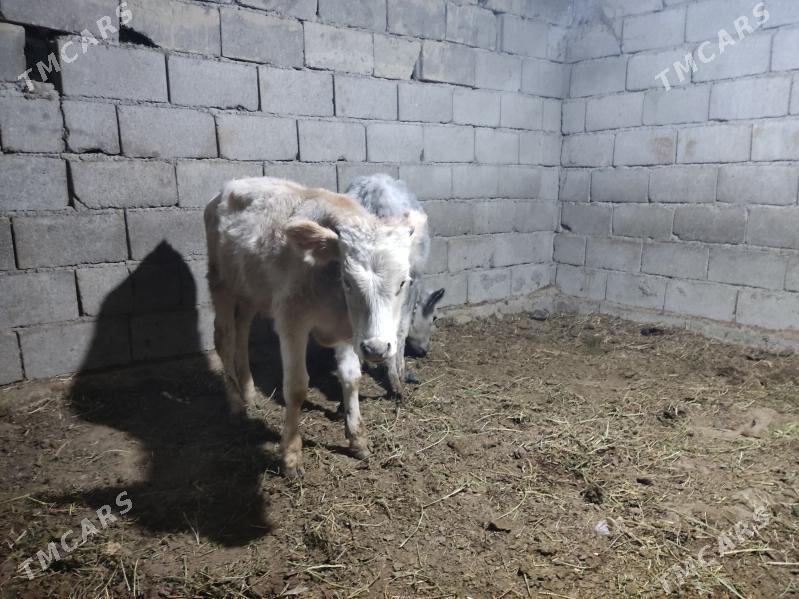 okuz - Гёкдепе - img 4